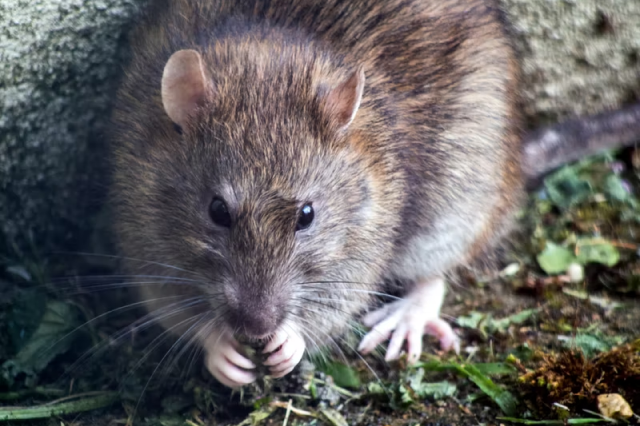 rat brun-bruin rat - brown rat