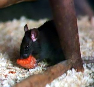 rat noir - black rat - zwart rat